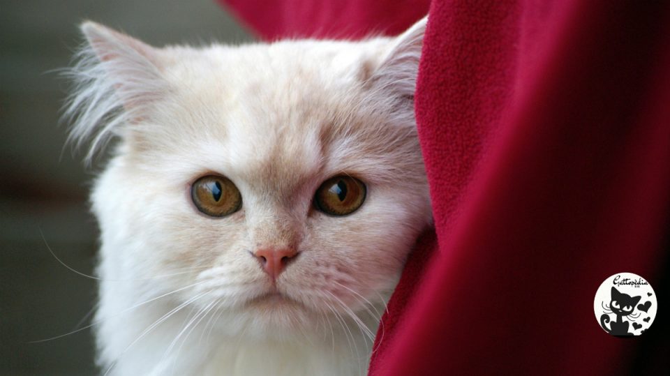 Caratteristiche principali e descrizione del gatto domestico gatto descrizione gatto bianco Gattopedia Blog