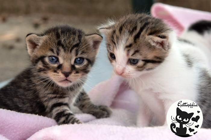 Gattini appena nati - Crescita gattini - Gattopedia Blog