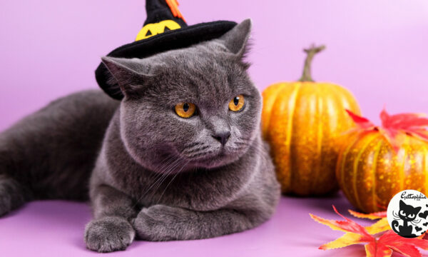 Gatto e Halloween: perché i gatti neri sono simbolo di Halloween