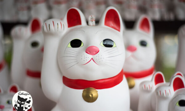 Maneki Neko: il gatto giapponese della fortuna
