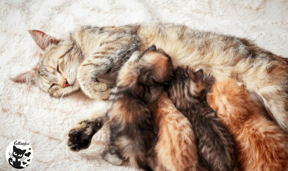 Svezzamento gattini con mamma gatta - Gattopedia Blog