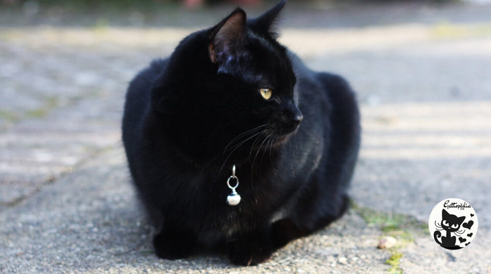 Gatti neri - Gattopedia Blog
