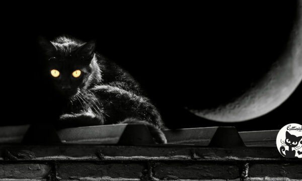 Gatto nero: miti, leggende e superstizioni