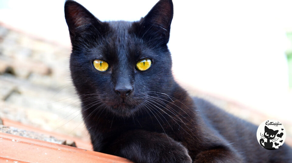 Gatto nero storia - Gattopedia Blog