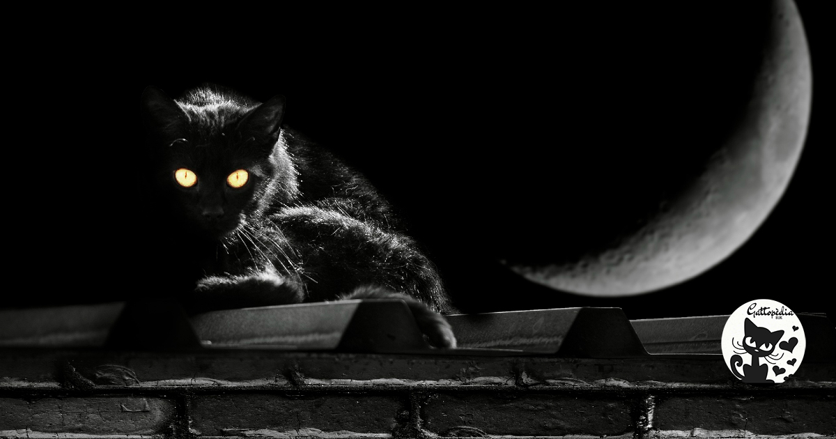 Gatto nero: miti, leggende e superstizioni