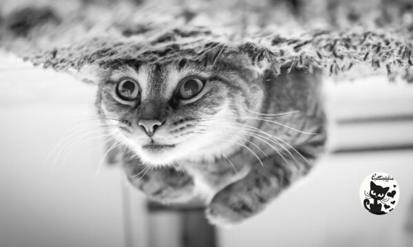 Mestruazioni del gatto: i gatti hanno il ciclo?