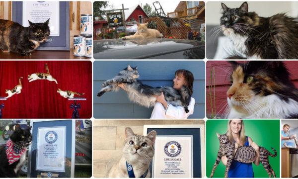22 fatti divertenti e gatti da record che sicuro non conosci