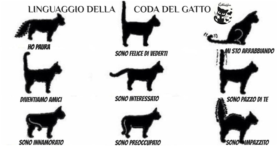 Coda gatto significato - Gattopedia