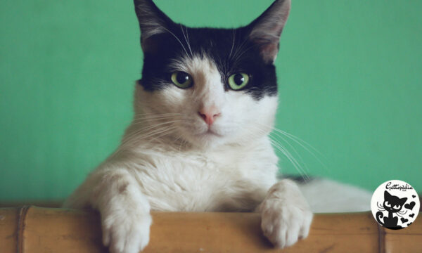 FIV gatto (aids felina): sintomi, cause e cura