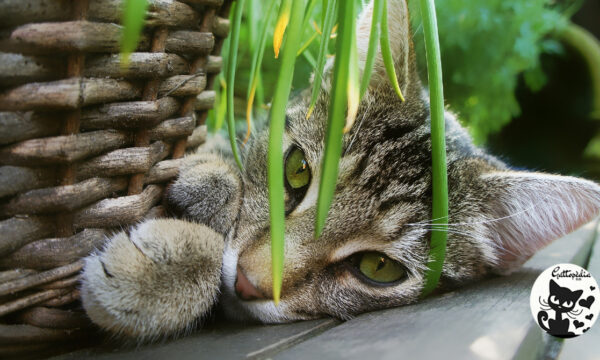 Piante velenose per gatti e piante sicure