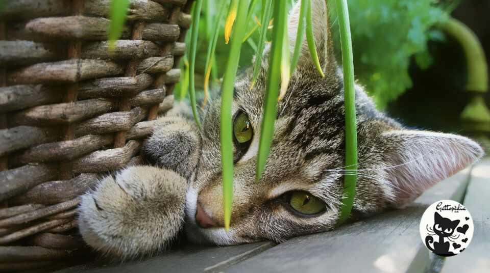 Piante tossiche per gatti - Gattopedia