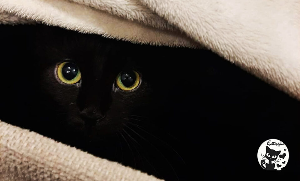 I gatti vedono al buio - Gattopedia